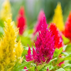Federbusch Celosia plumosa samen 15 stück