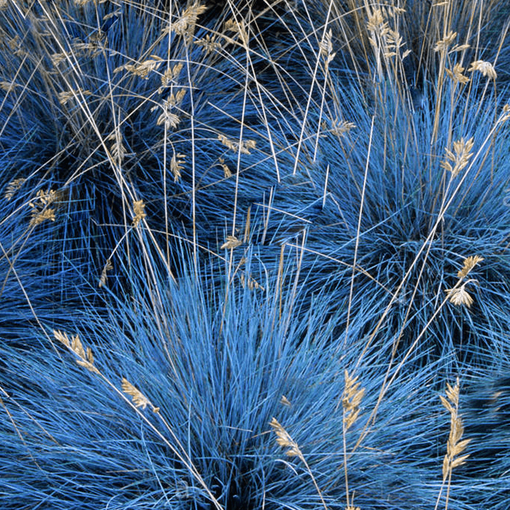 BLAUE FESCUE (Festuca glauca) 15 stück
