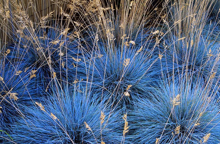 BLAUE FESCUE (Festuca glauca) 15 stück