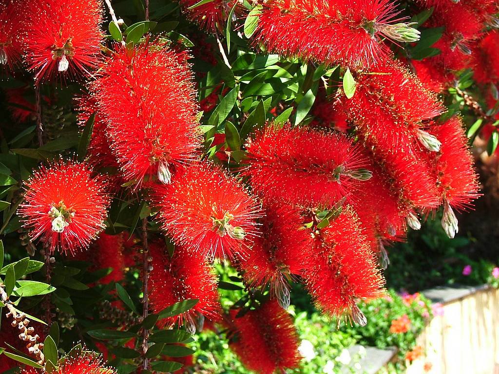 Neuseeländischer Weihnachtsbaum (Metrosideros excelsa), Eisenholzbaum 10 stück