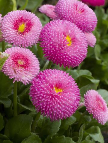 DAISY ENGLISH POMPONETTE PINK  (Bellis perennis) 15 stück