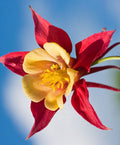 Rocky-Mountains-Akelei (Aquilegia caerulea) 15 stück