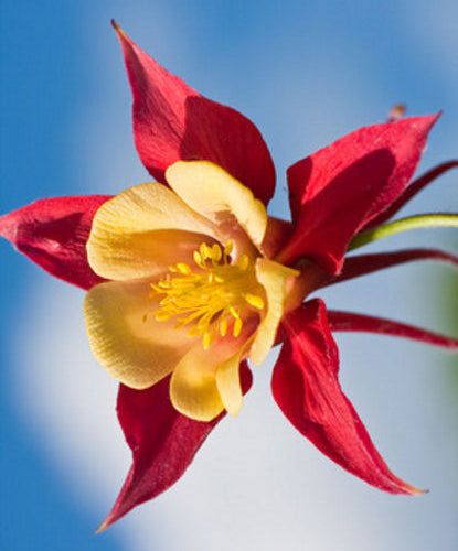 Rocky-Mountains-Akelei (Aquilegia caerulea) 15 stück