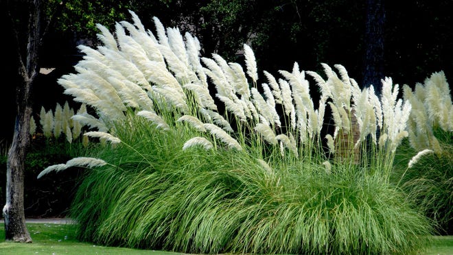 PAMPAS-GRAS-SAMEN (Cortaderia selloana) 15 stück