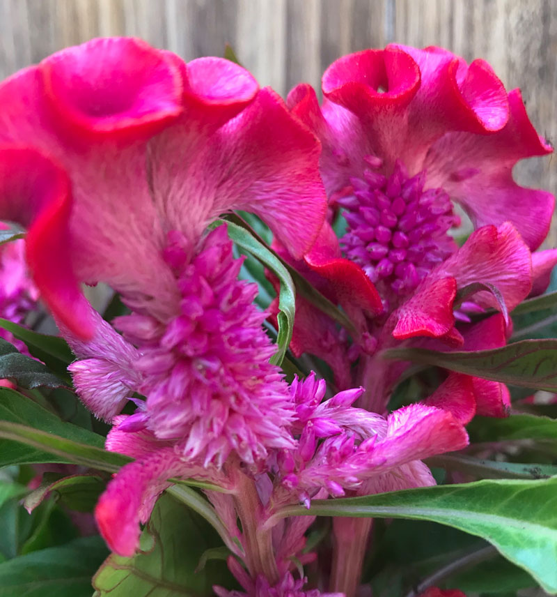 Hahnenkamm-Pink-Celosia-Cristata-Blumensamen 15 stück