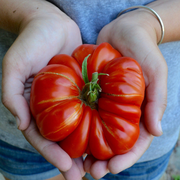 Corazon Tomate Samen 10 stück