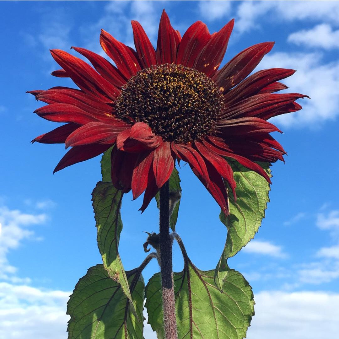 SONNENBLUME ROT SONNENSAMEN (Helianthus annuus) 10 stück