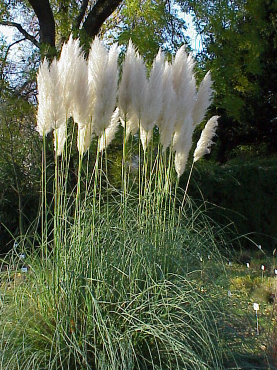 PAMPAS-GRAS-SAMEN (Cortaderia selloana) 15 stück