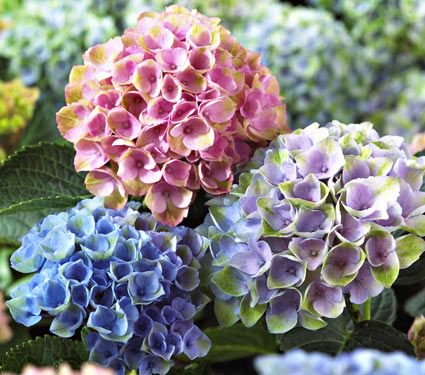 Hydrangea