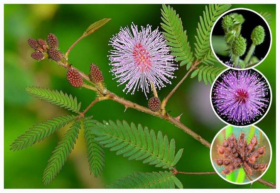 Echte Mimose (Mimosa pudica) 10 stück