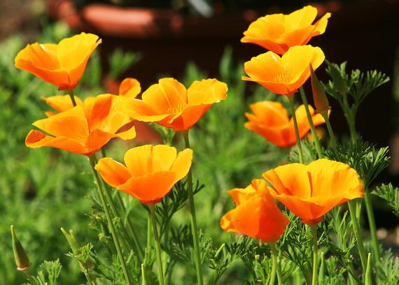 Kalifornischer Mohn (Eschscholzia Californica Golden West)  20 stück