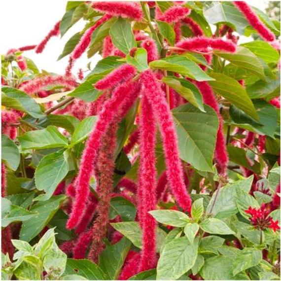 Amaranthus Caudatus - Fuchsschwanzamarant 10 stück