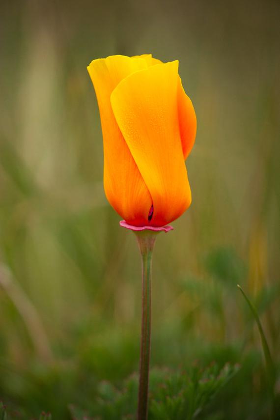 Kalifornischer Mohn (Eschscholzia Californica Golden West)  20 stück