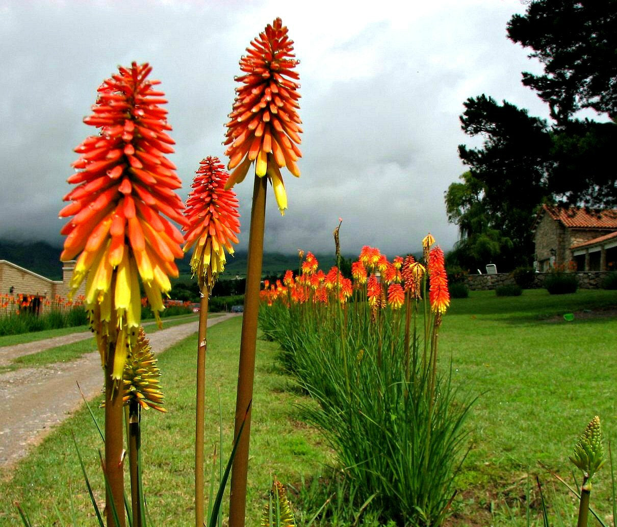 Kniphofia uvaria 'Grandiflora'
