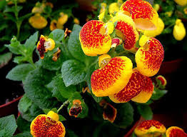 SLIPPER FLOWER samen (Calceolaria Herbeohybrida ) 10 stück