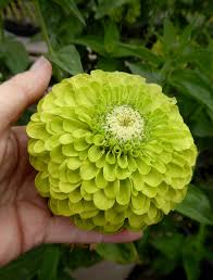ZINNIA ENVY LIME SEEDS (Zinnia elegans) 10- stück