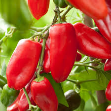 Mini Snack Paprika (Saatplatte) Capsicum annuuum L. 20 stück