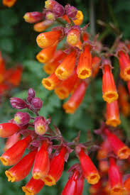 Chilenische Ruhmrebe (Eccremocarpus Scaber)