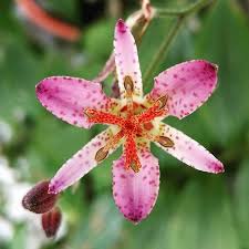 Japanische Krötenlilie (Tricyrtis hirta), tolle gesprenkelte Blüten 15 stück