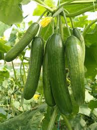 Schlangengurke-Salatgurke samen-Chinese-Slangen-15-stuck-Cucumis-sativus 25 stück