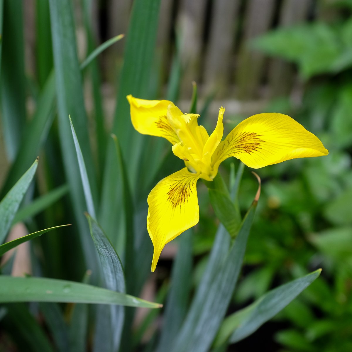 Hohe SCHWERTLILIE/IRIS - Radiant Apogee 10 stück
