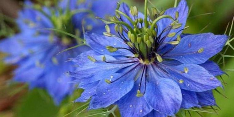Junggesellenknopf Mehrfarbige Blumensamen 20 stück
