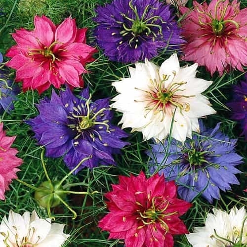 Junggesellenknopf Mehrfarbige Blumensamen 20 stück