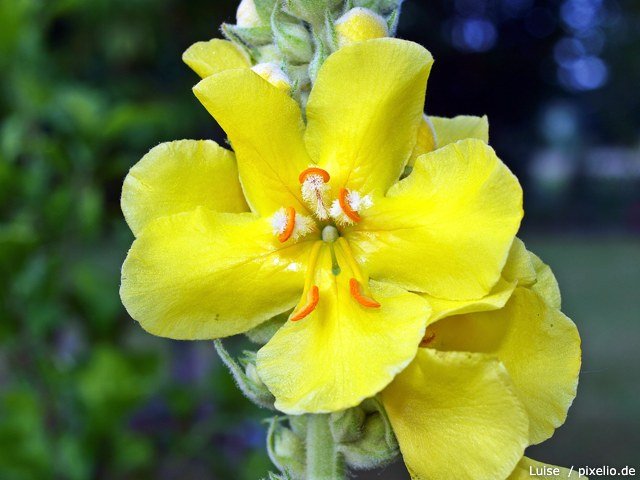 Königskerze (Verbascum thapsus) 25 stück