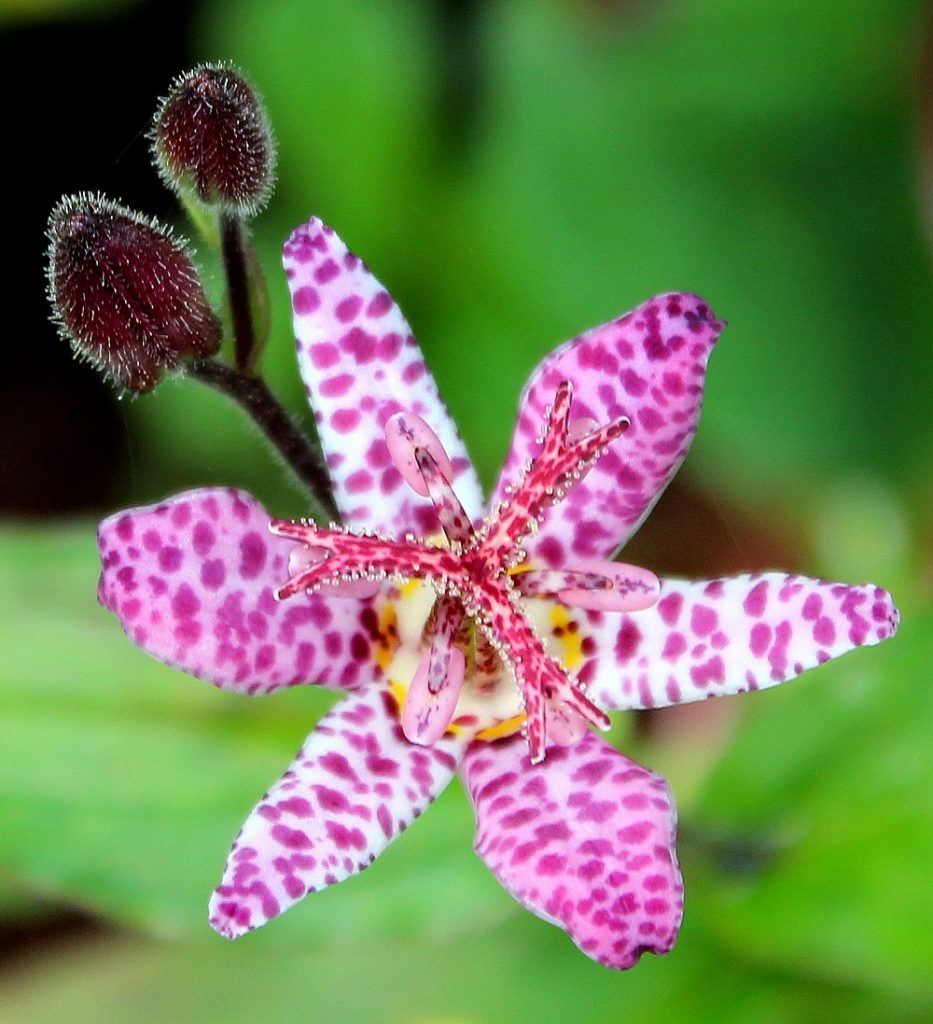 Japanische Krötenlilie (Tricyrtis hirta), tolle gesprenkelte Blüten 15 stück
