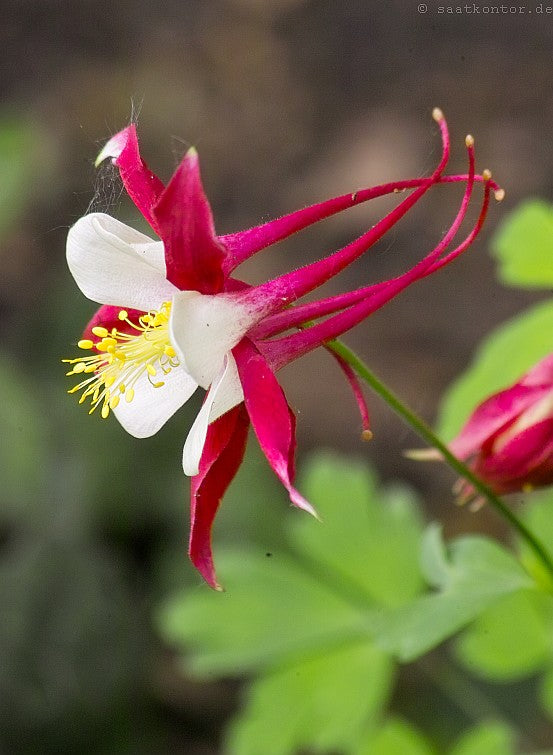 Rocky-Mountains-Akelei (Aquilegia caerulea) 15 stück