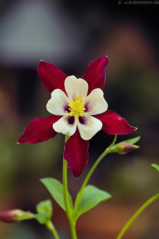 Rocky-Mountains-Akelei (Aquilegia caerulea) 15 stück