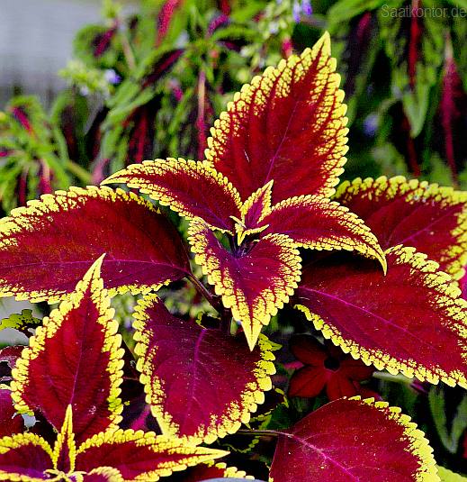Buntnessel, Farbmix (Solenostemon scutellarioides, Coleus blumeii) 15 stück