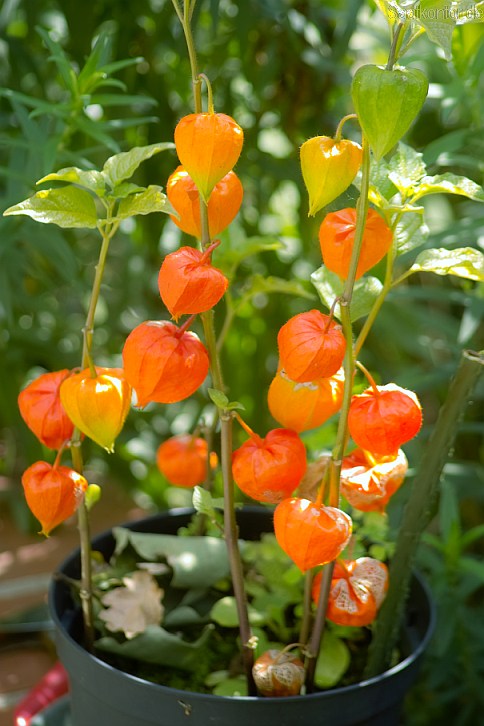 Lampion blume