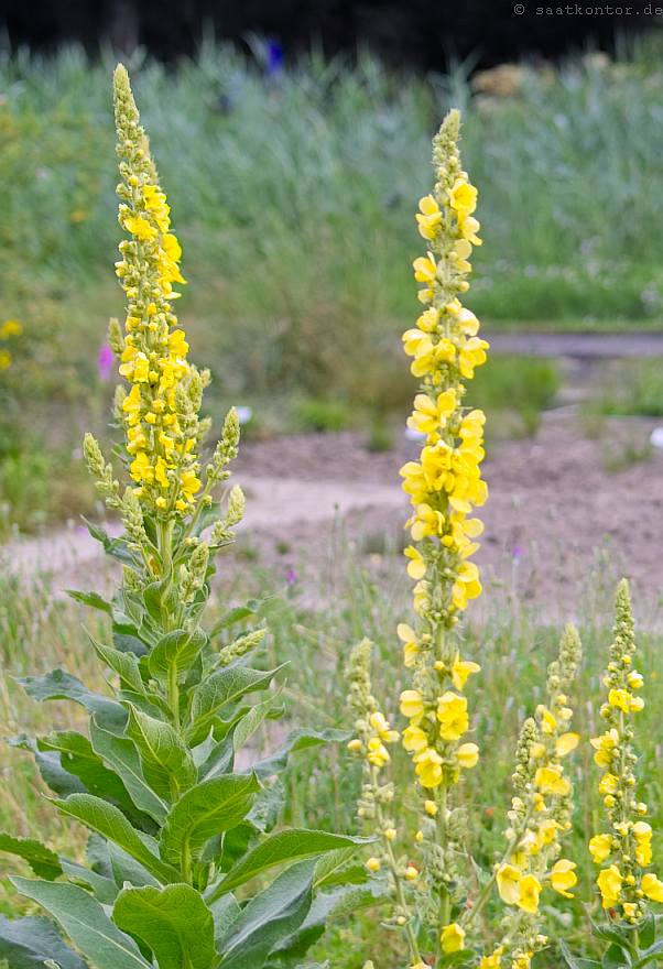 Königskerze (Verbascum thapsus) 25 stück