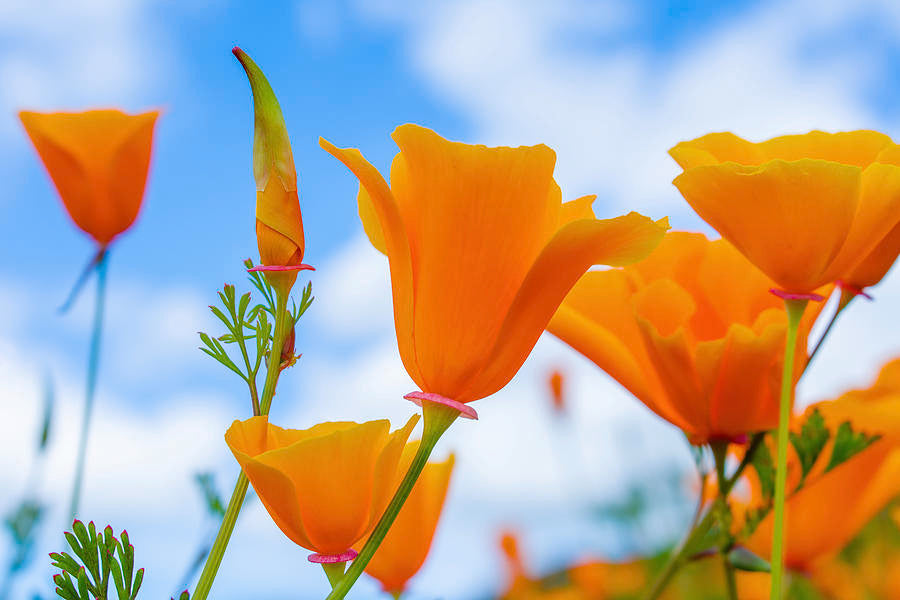 Kalifornischer Mohn (Eschscholzia Californica Golden West)  20 stück