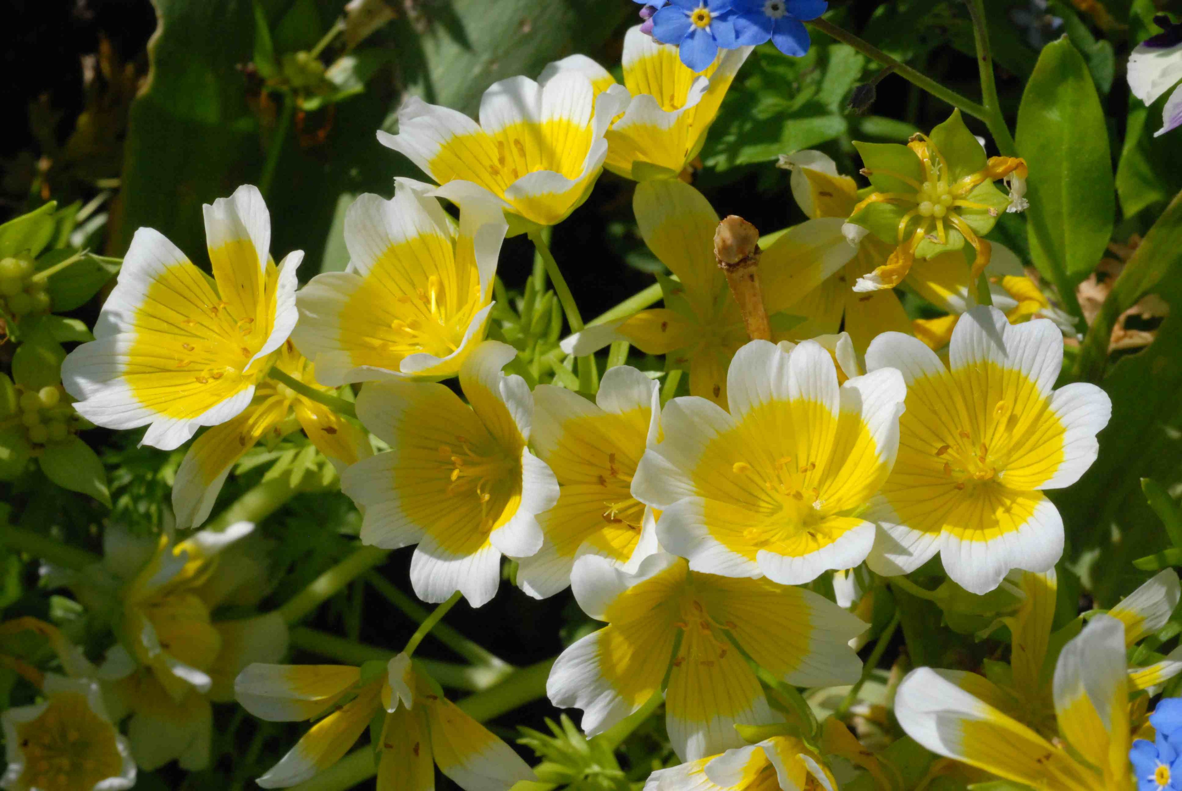 POACHED EGG PLANT SEEDS (Limnanthes douglasii)