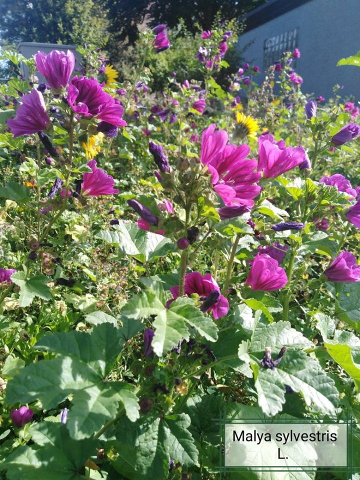 Mauritanian Malva Sylvestris Eibisch Blumensamen 15 stück
