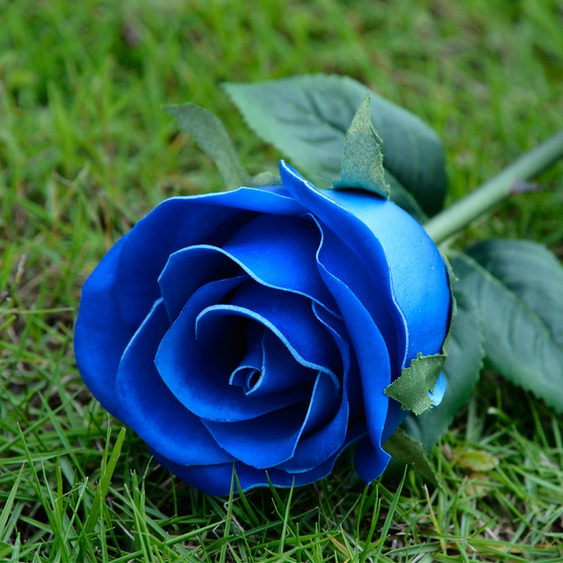 Blau rose 10 stück