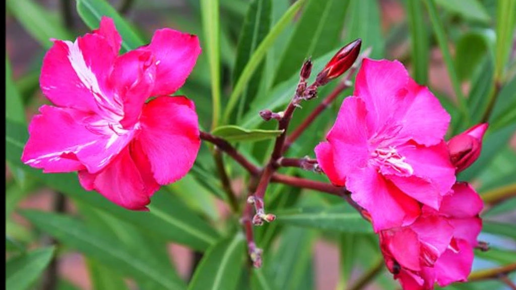 Oleander 15 stück