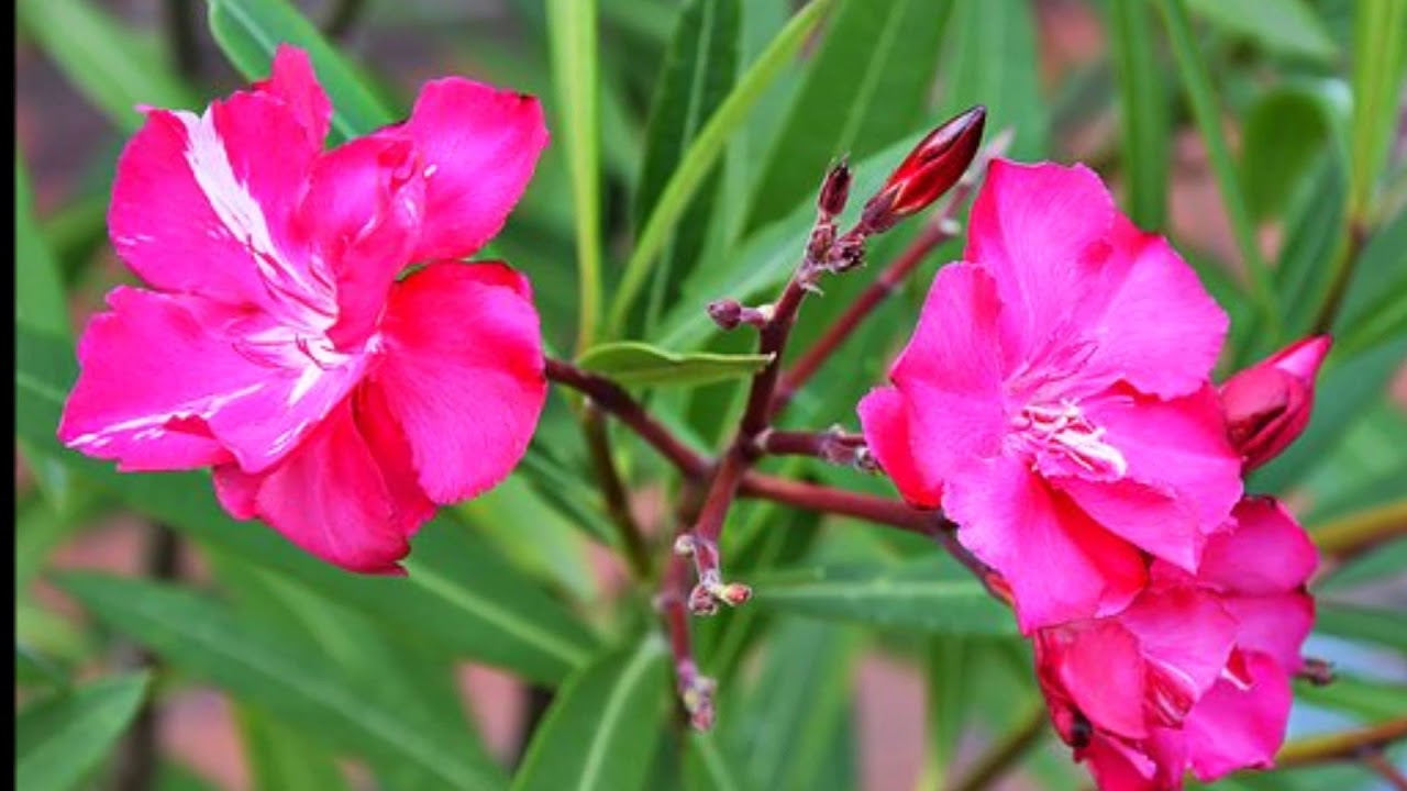Oleander 15 stück