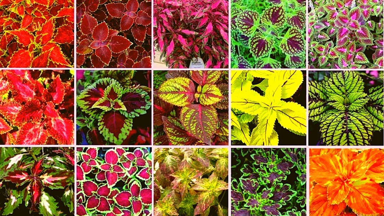 Buntnessel, Farbmix (Solenostemon scutellarioides, Coleus blumeii) 15 stück