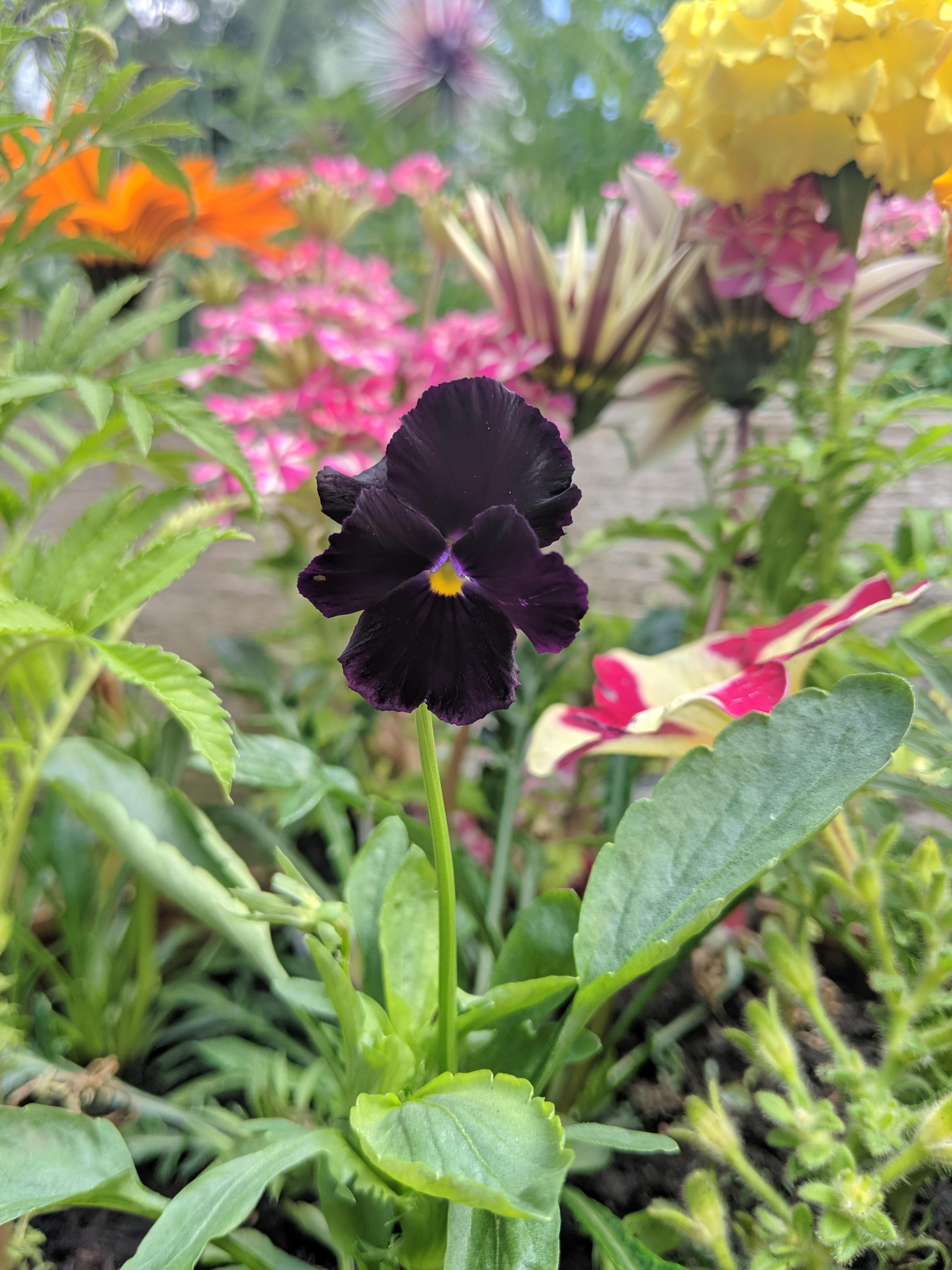 PANSY CLEAR CRYSTALS SCHWARZE SAMEN (Viola wittrockiana) 10 stück