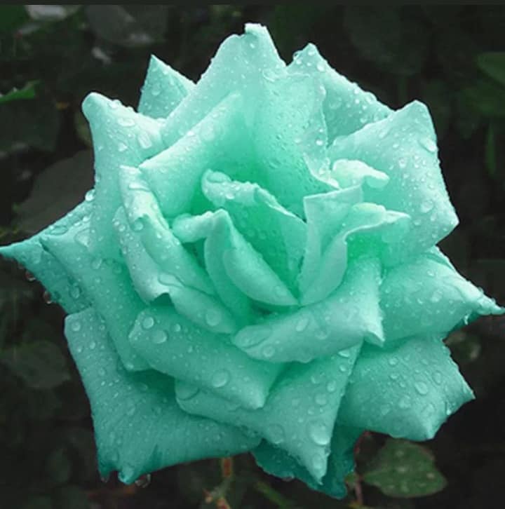 mins grün rosen 10 stück