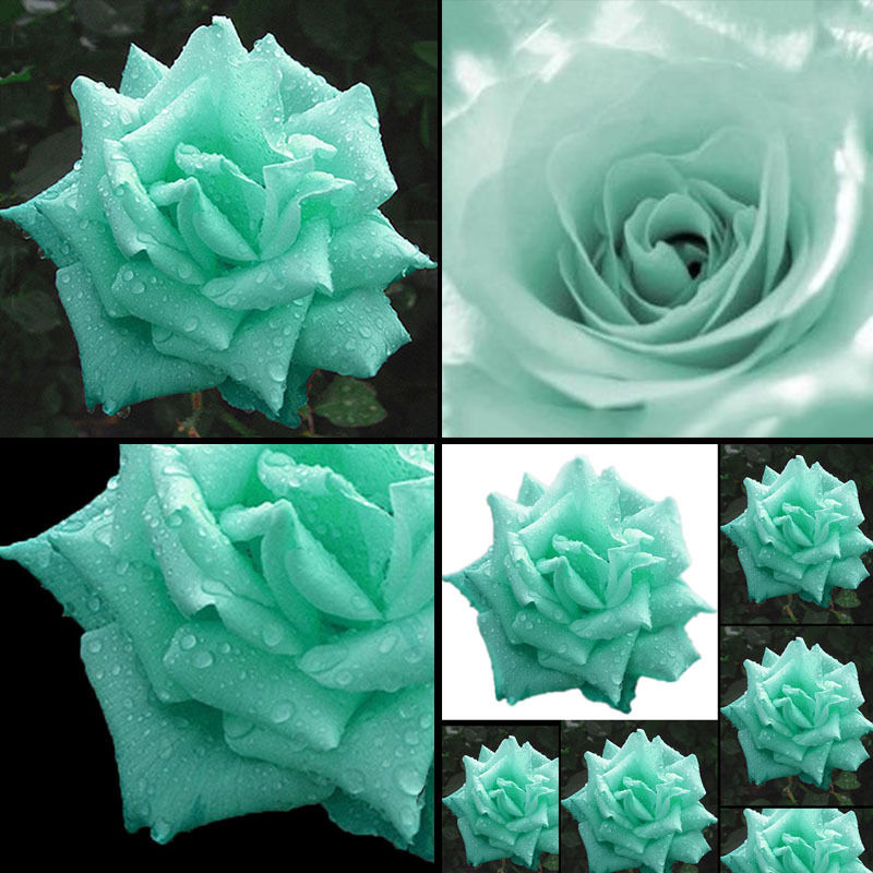 mins grün rosen 10 stück