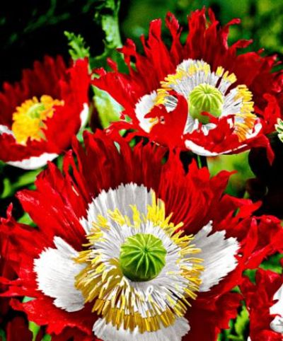 POPPY DANISH FLAG SEEDS (Papaver somnifer)