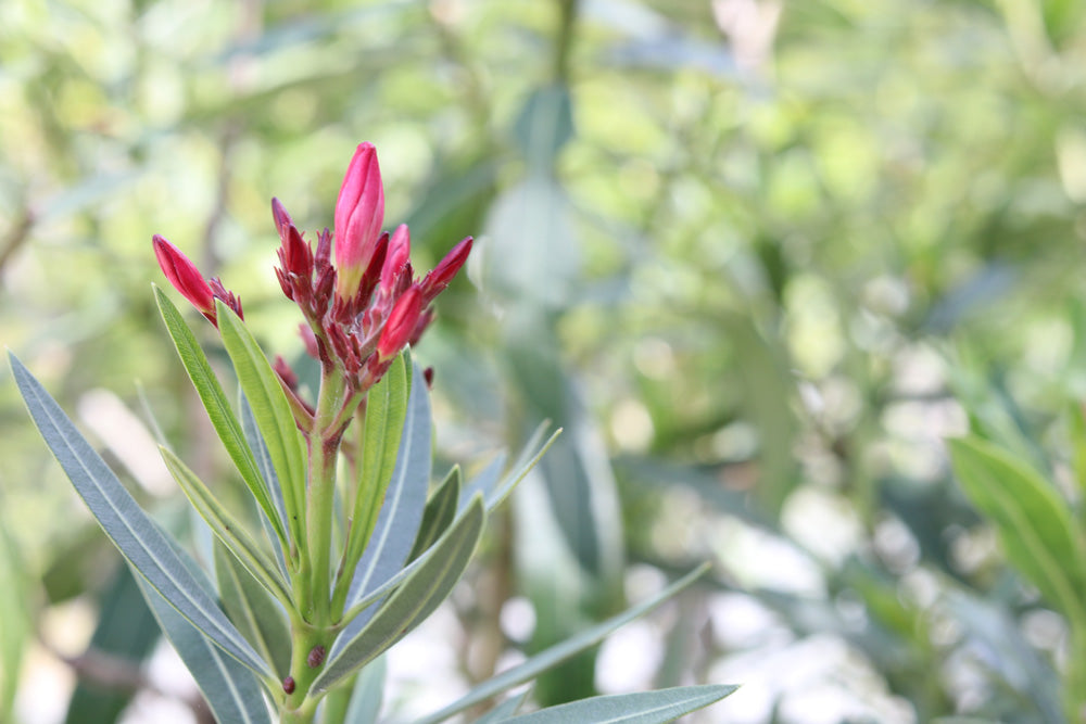 Oleander 15 stück