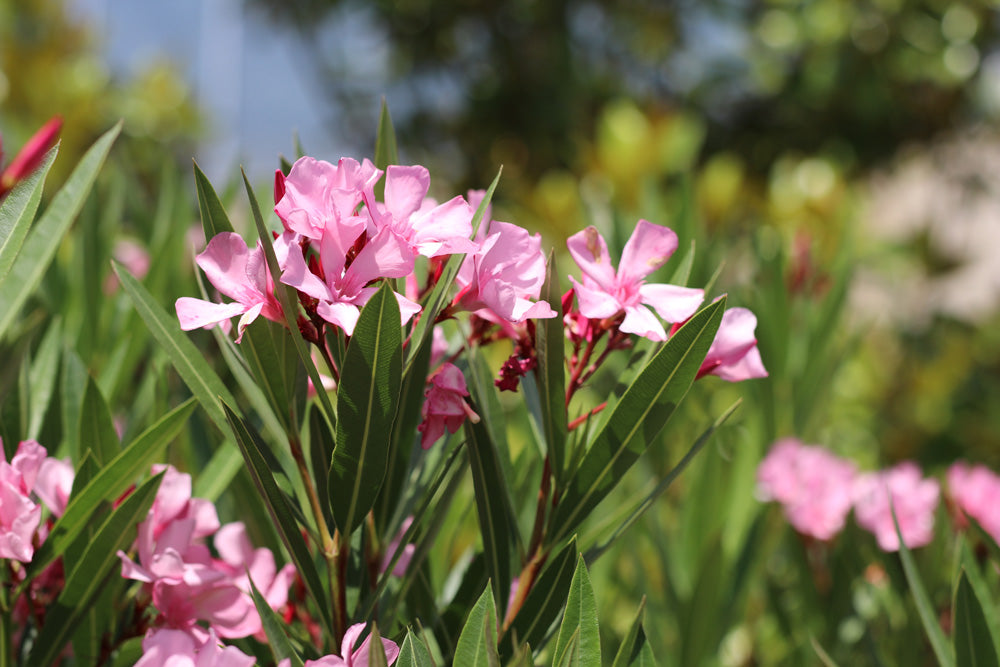 Oleander 15 stück