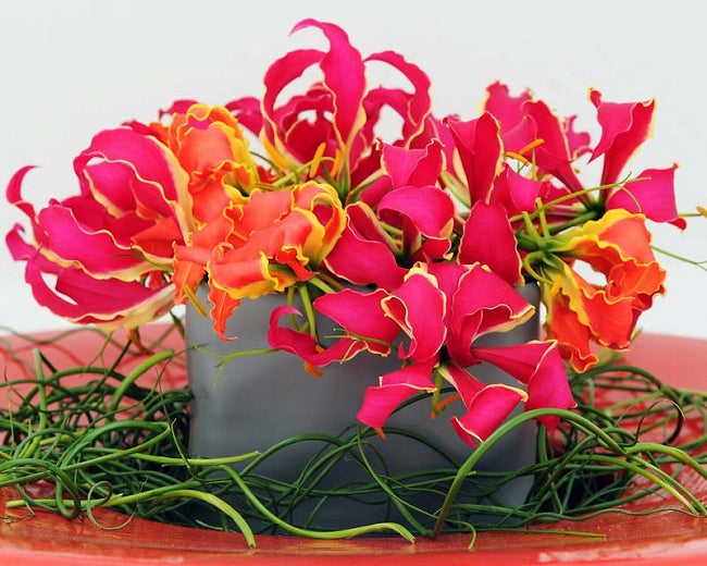 Garland flamme Lilium blumen