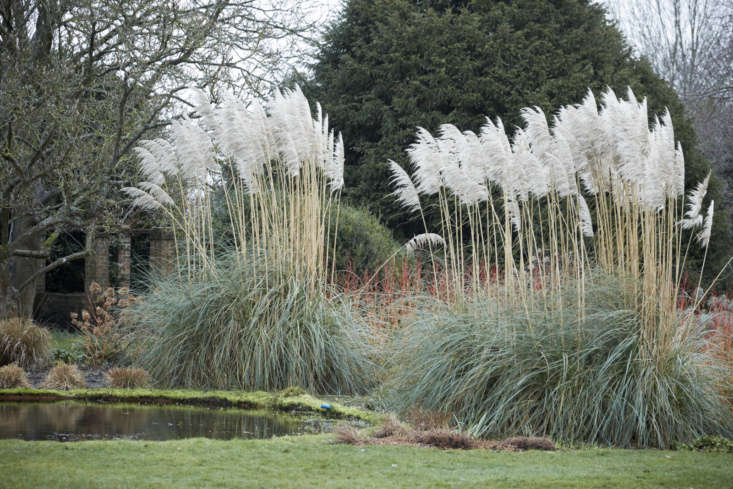 PAMPAS-GRAS-SAMEN (Cortaderia selloana) 15 stück