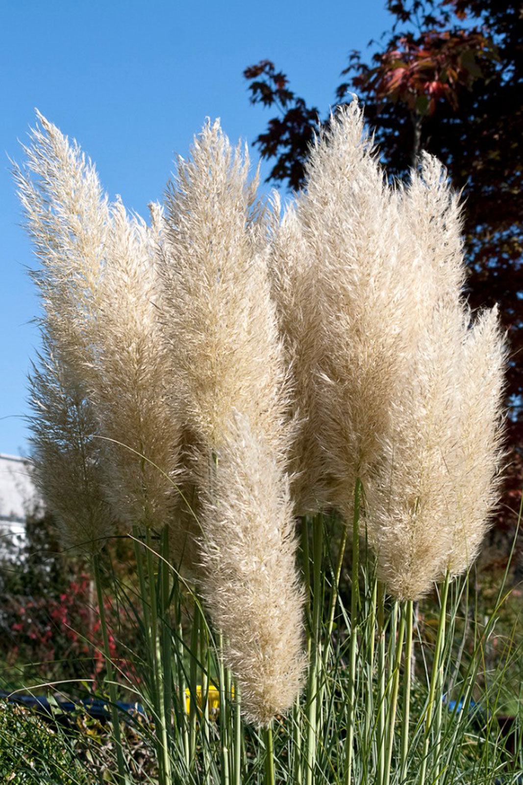 PAMPAS-GRAS-SAMEN (Cortaderia selloana) 15 stück